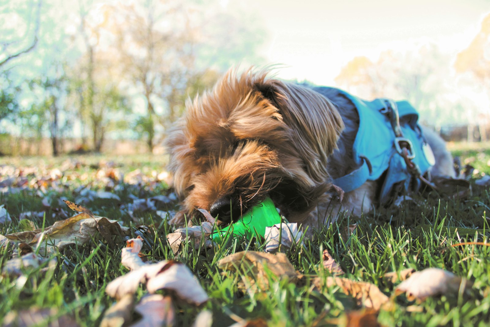 Dog Grooming Santa Rosa: How Often Does Your Dog Really Need Grooming?